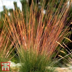 Festuca 'Sunrise' -Garden Central Sales Store fest sun7
