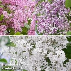 Syringa Flowerfesta® Collection -Garden Central Sales Store fftio1