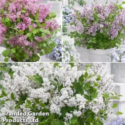 Syringa Flowerfesta® Collection -Garden Central Sales Store fftio2