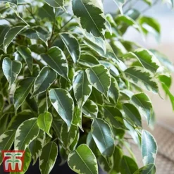 Houseplant Seed Collection