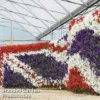 Petunia 'Easy Wave Union Jack Mix'