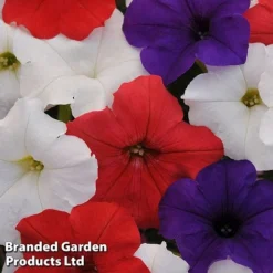 Petunia 'Easy Wave Union Jack Mix' -Garden Central Sales Store flag2