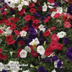 Petunia 'Easy Wave Union Jack Mix' -Garden Central Sales Store flag3