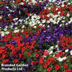 Petunia 'Easy Wave Union Jack Mix' -Garden Central Sales Store flag4