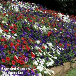 Petunia 'Easy Wave Union Jack Mix' -Garden Central Sales Store flag5