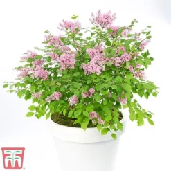 Lilac Dwarf 'Flowerfesta® Pink' -Garden Central Sales Store flow1