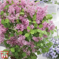 Lilac Dwarf 'Flowerfesta® Pink' -Garden Central Sales Store flowd