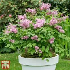Lilac Dwarf 'Flowerfesta® Pink' -Garden Central Sales Store flows