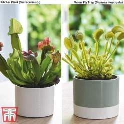 Carnivorous Plants Collection