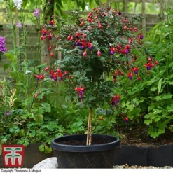 Fuchsia 'Angela' (Hardy) (Standard) -Garden Central Sales Store fuch ang a
