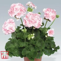 Geranium Giant 'Salmon Princess' -Garden Central Sales Store ger WKB5412 C