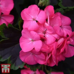 Geranium 'Tall Dark & Handsome Hot Pink' -Garden Central Sales Store gera41