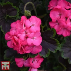 Geranium 'Tall Dark & Handsome Hot Pink' -Garden Central Sales Store gera5