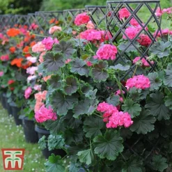 Geranium 'Tall Dark & Handsome Hot Pink' -Garden Central Sales Store gera6