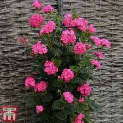 Geranium 'Tall Dark & Handsome Hot Pink' -Garden Central Sales Store gera61