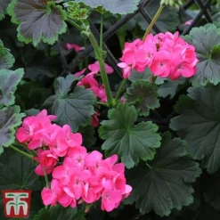 Geranium 'Tall Dark & Handsome Hot Pink' -Garden Central Sales Store gera7