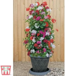 Geranium 'GeRainbow&trade; Mixed' -Garden Central Sales Store gerainbow