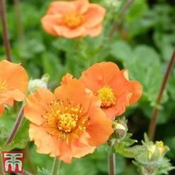 Geum Coccineum 'Cooky'