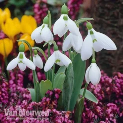 Woodland Garden Saver Collection -Garden Central Sales Store giantvm