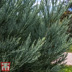 Sequoiadendron Giganteum 'Glaucum'