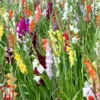 Gladiolus 'Summer Selection'