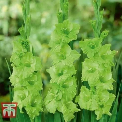 Gladioli 'Glamour' Collection -Garden Central Sales Store gladiolus p94356 b