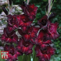Gladioli 'Glamour' Collection -Garden Central Sales Store gladiolus p94356 c