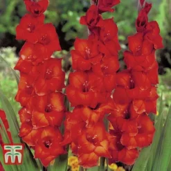 Gladioli 'Glamour' Collection -Garden Central Sales Store gladiolus p94356 d