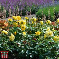 Rose 'Precious Gold' (Floribunda Rose) -Garden Central Sales Store gold21