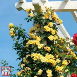 Rose 'Golden Showers' (Climbing) -Garden Central Sales Store golden2