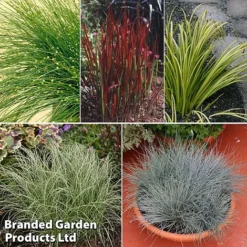 Colourful Ornamental Grass Collection -Garden Central Sales Store grass coll