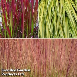 Summer Grass Trio -Garden Central Sales Store grass trio3