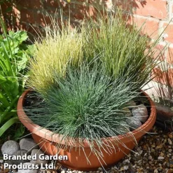 Nurserymans Choice Grass Collection -Garden Central Sales Store grass21