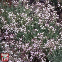 Everlasting Perennial Collection -Garden Central Sales Store gypsophila rosea2