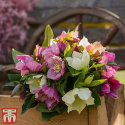 Hellebore X Hybridus 'Mixed' -Garden Central Sales Store helle3