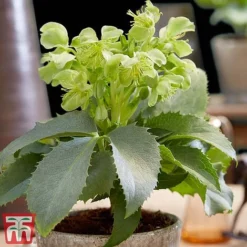 Hellebore 'Silver Lace'