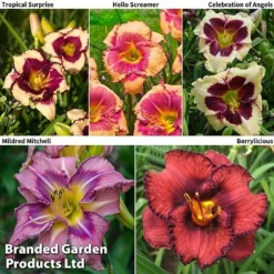 Hemerocallis Fringed Collection