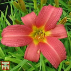 Hemerocallis 'Pink Damask'