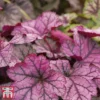 Heuchera 'Forever Purple'
