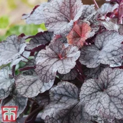 Heuchera 'Silver Scrolls'