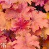 Heuchera 'Caramel'