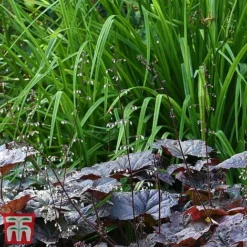Heuchera 'Plum Pudding' -Garden Central Sales Store heuchera plum