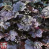 Heuchera 'Plum Pudding'