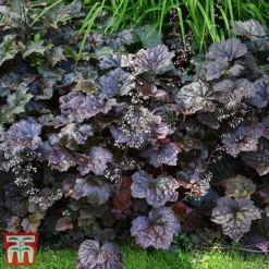 Heuchera 'Plum Pudding' -Garden Central Sales Store heuchera plum4