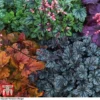 Heuchera 'Mosaic'