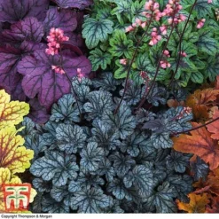 Heuchera 'Mosaic' -Garden Central Sales Store heuchera3
