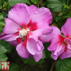 Hibiscus 'Walberton’s® Rose Moon' 7 Hibiscus 'Walberton’s® Rose Moon' -Garden Central Sales Store hibi rose