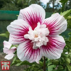 Hibiscus 'Starburst Chiffon' -Garden Central Sales Store hibi star