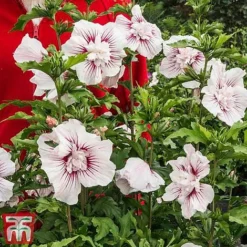 Hibiscus 'Starburst Chiffon' -Garden Central Sales Store hibi star2