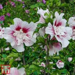 Hibiscus 'Starburst Chiffon' -Garden Central Sales Store hibi star3